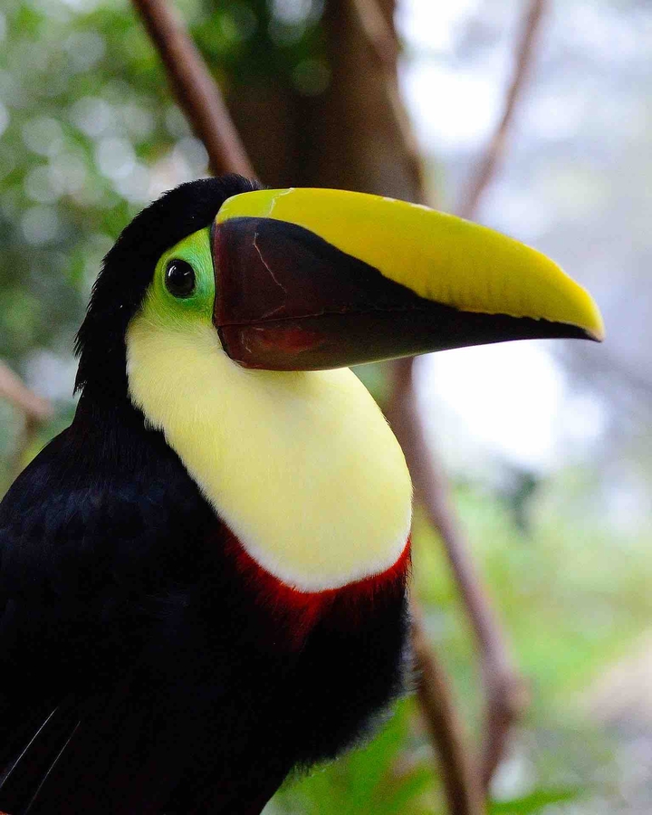 tucán