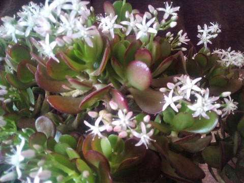 the flower of the jade tree