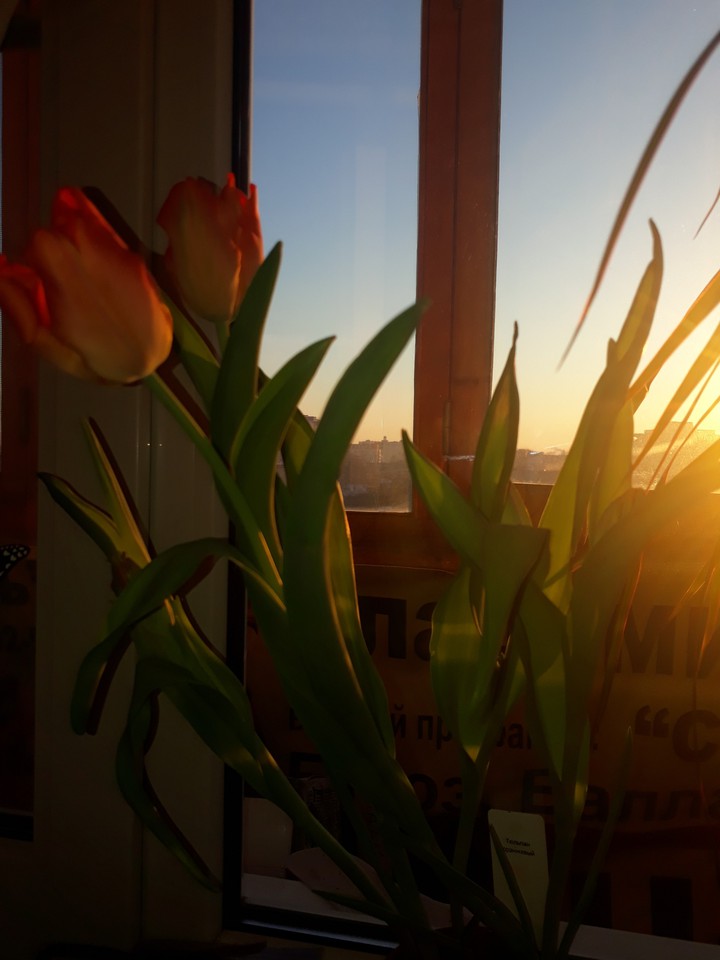 Tulips