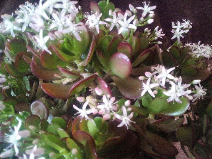 the flower of the jade tree