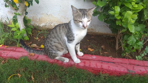 cat