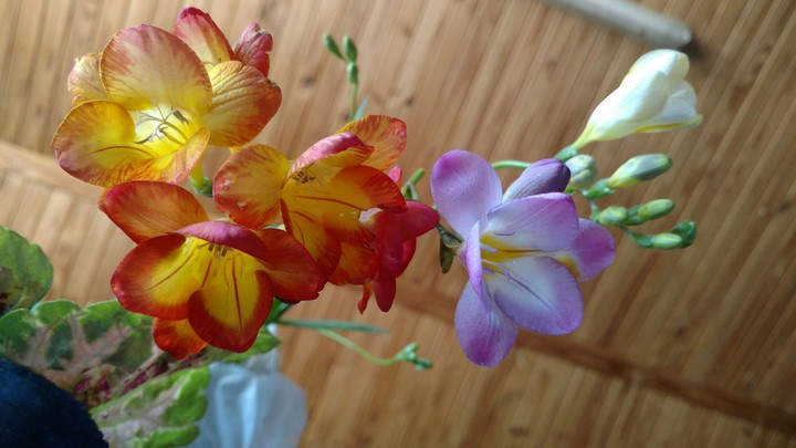 Fresias