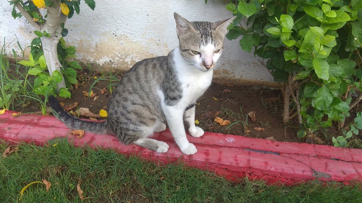 cat