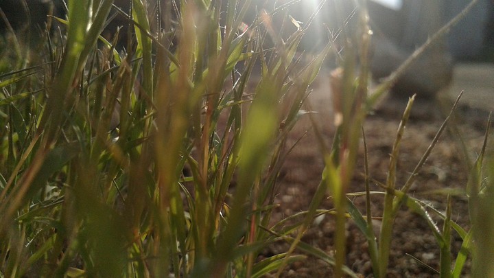 Grass