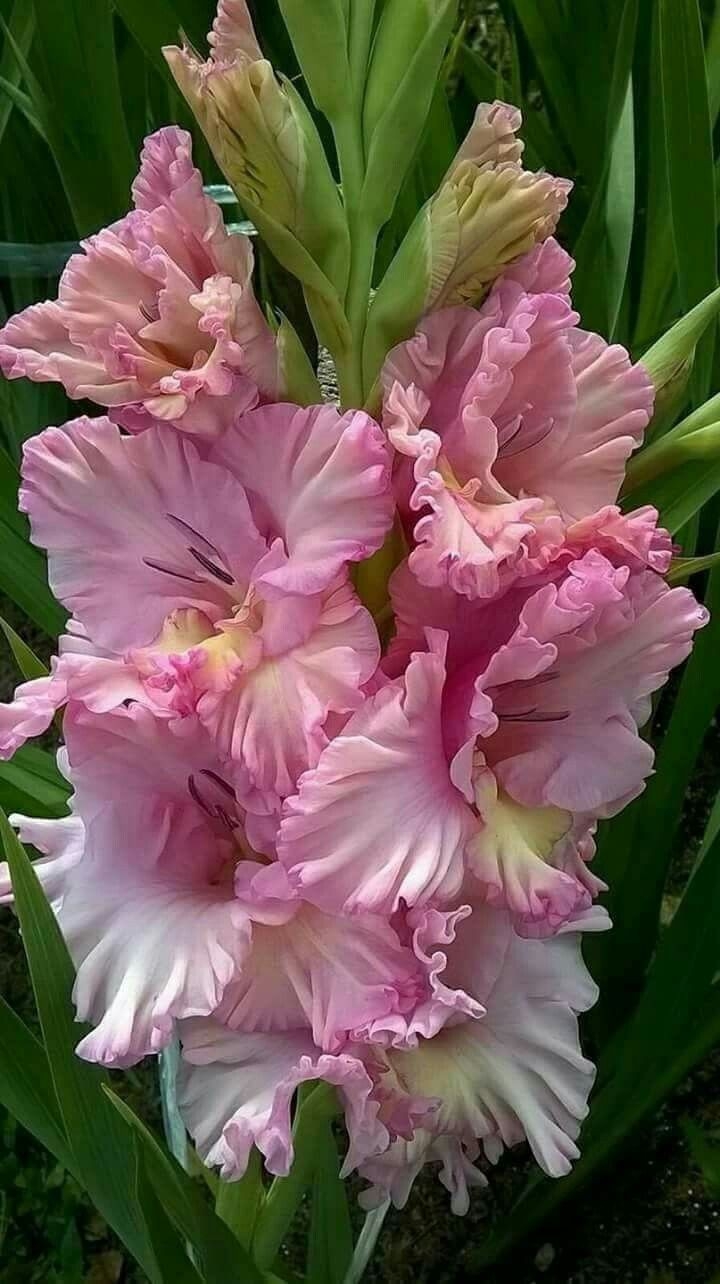 gladiola