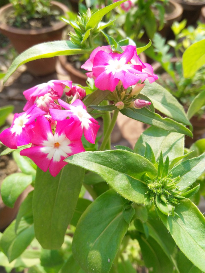 pink and white ??