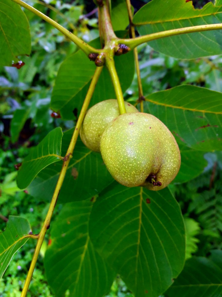 walnuts