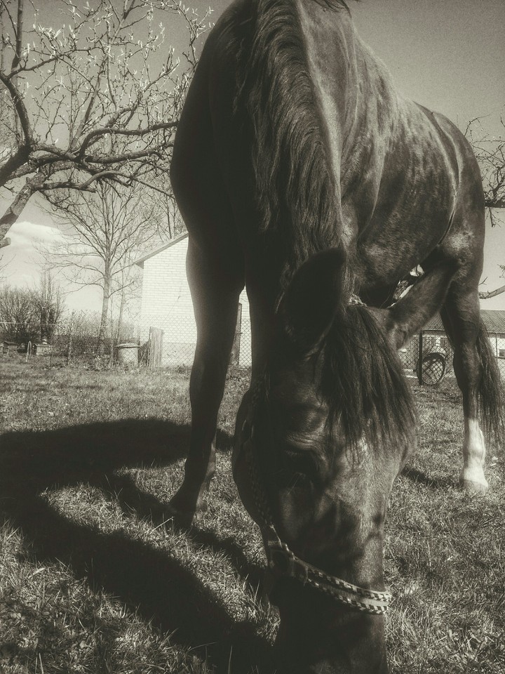 horse