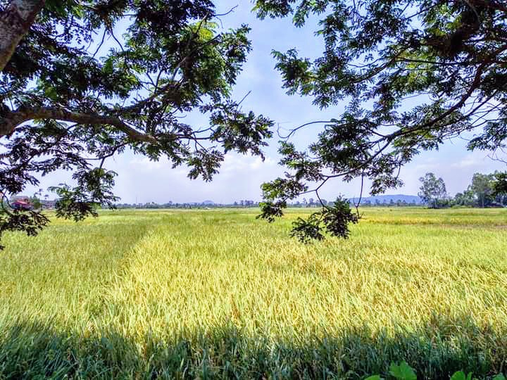rice fields
