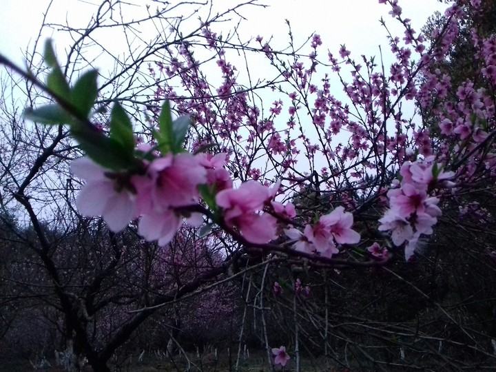 Pink Flowers