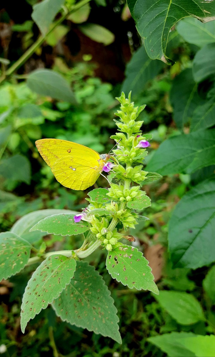 butterfly