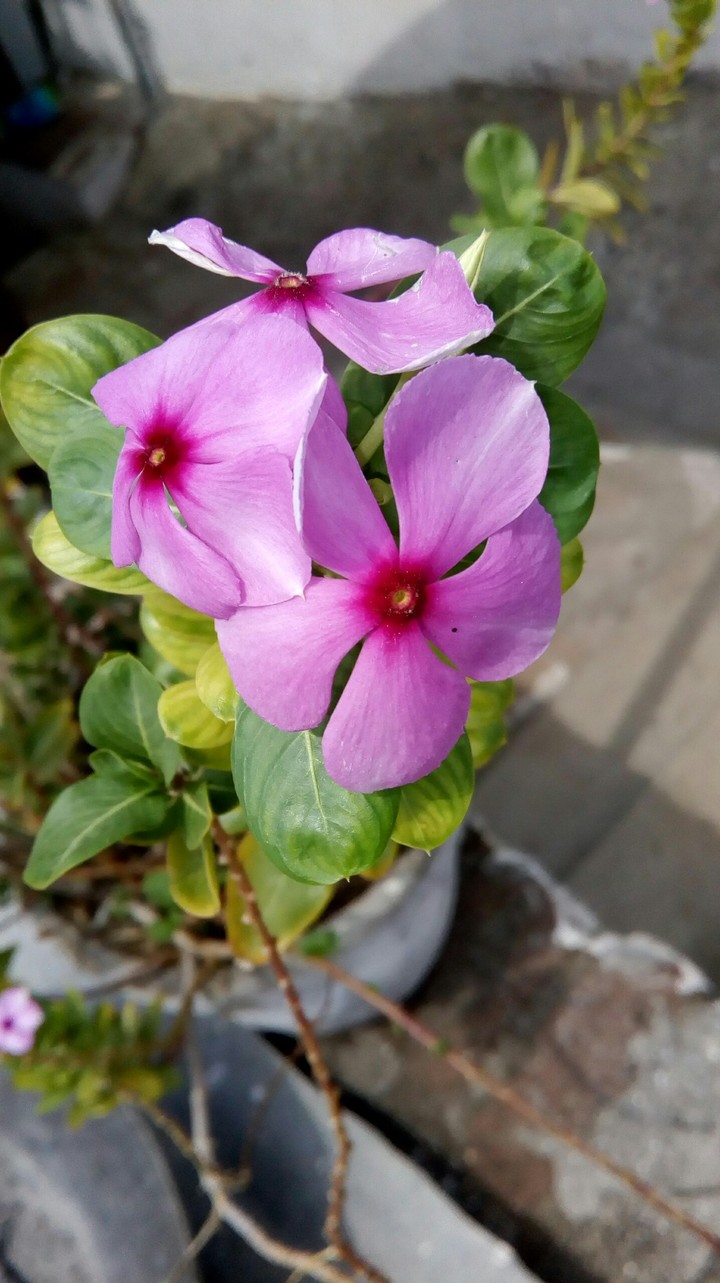 flowers