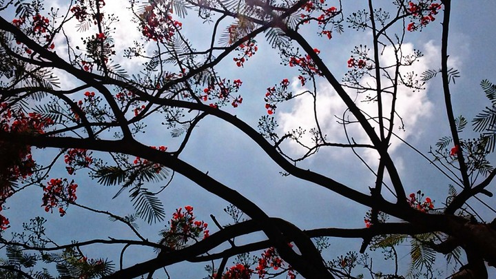 cherry blossom