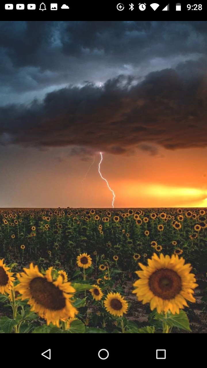 sunflowers
