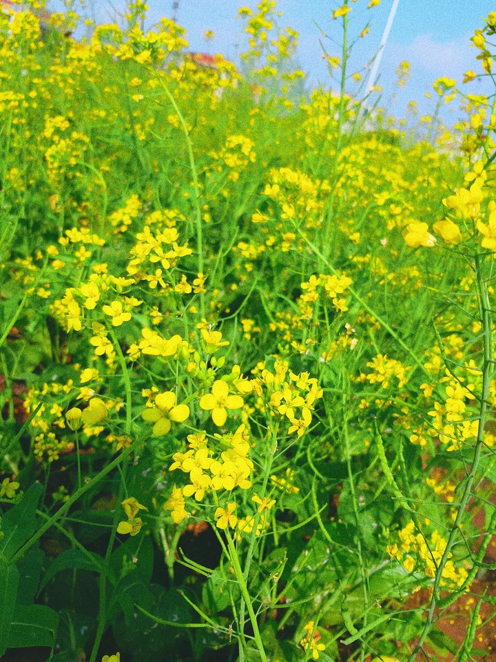 album mùa hoa cải