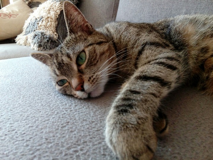 my little cat