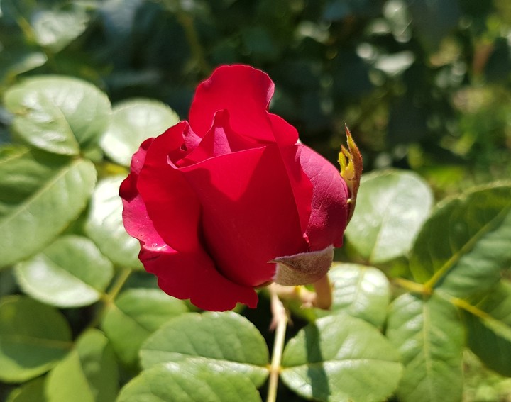 Rose