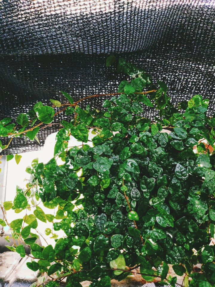爸爸的植物