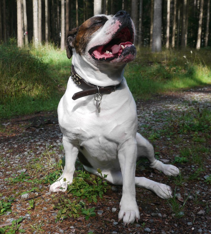 Bully Oscar