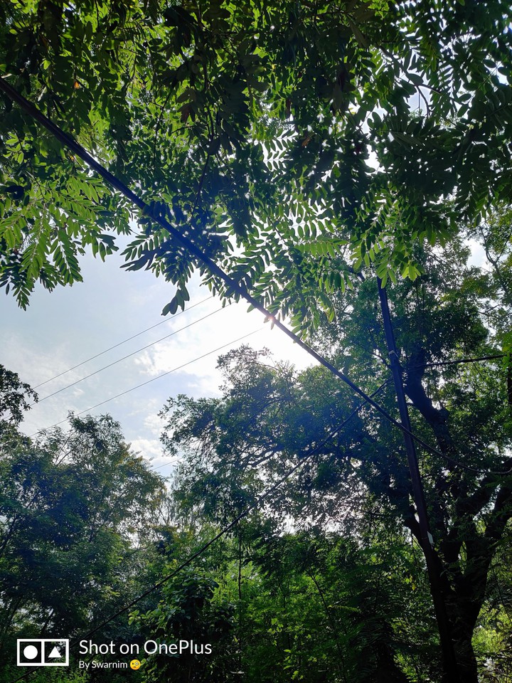 Sunshine Through Leaves