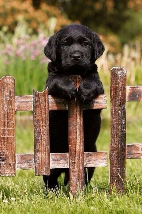 waiting for a walk
