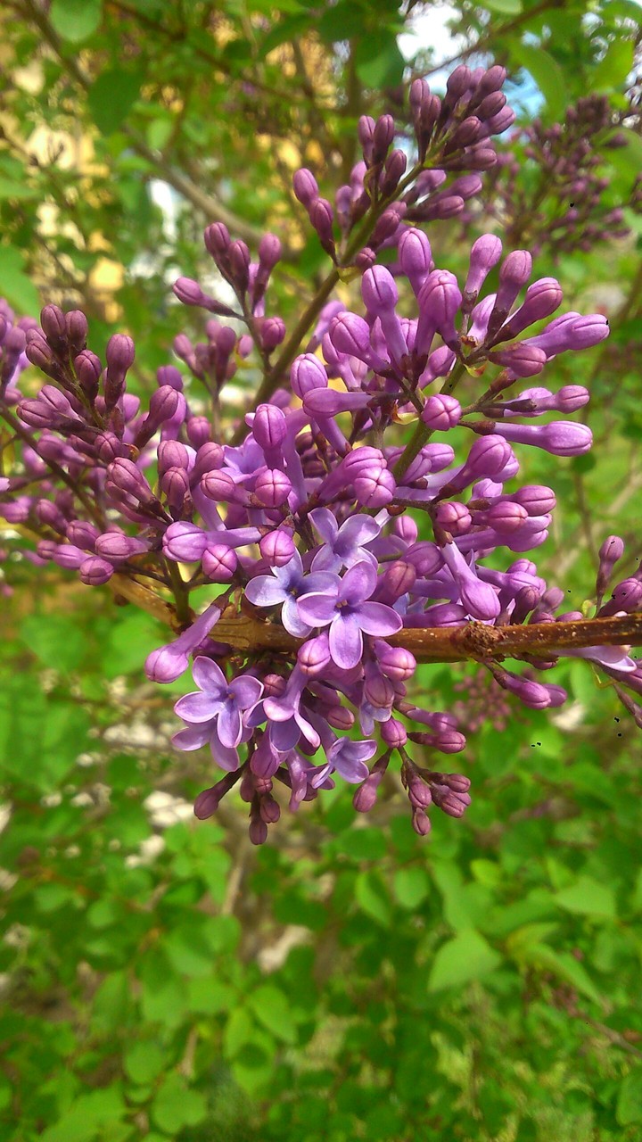 Lilac