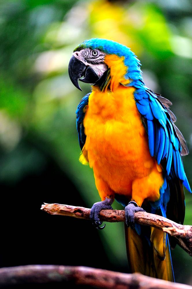 parrot