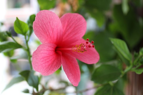 beautiful flower