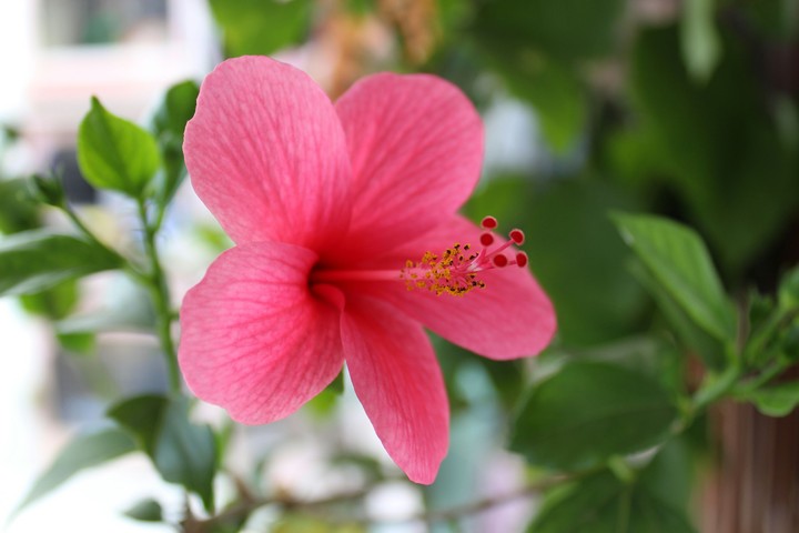 beautiful flower