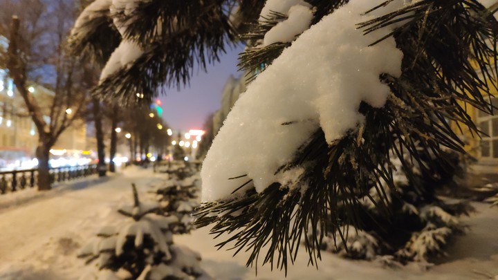 fur tree, pine tree
