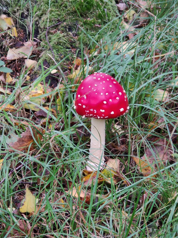 paddestoel