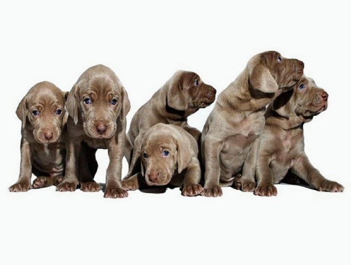 puppies
