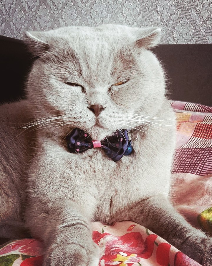 животные