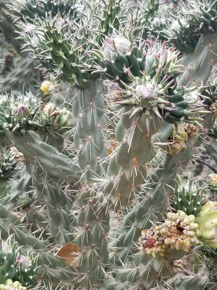 Colorado Cacti