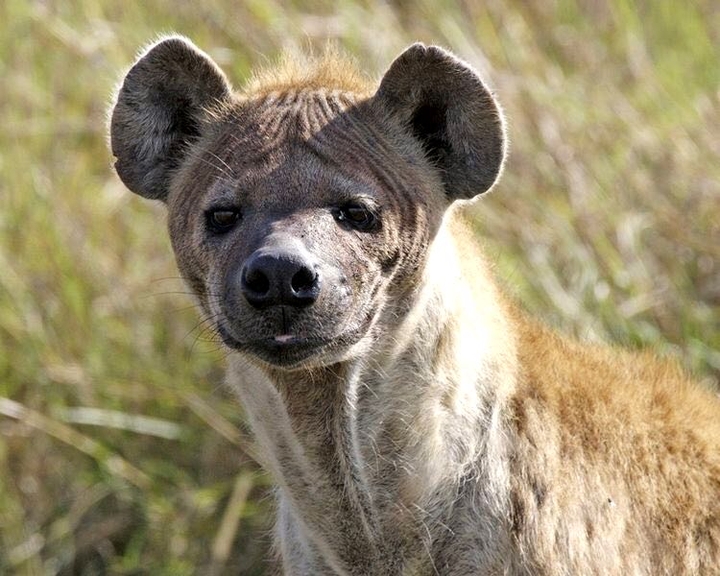 Hyena