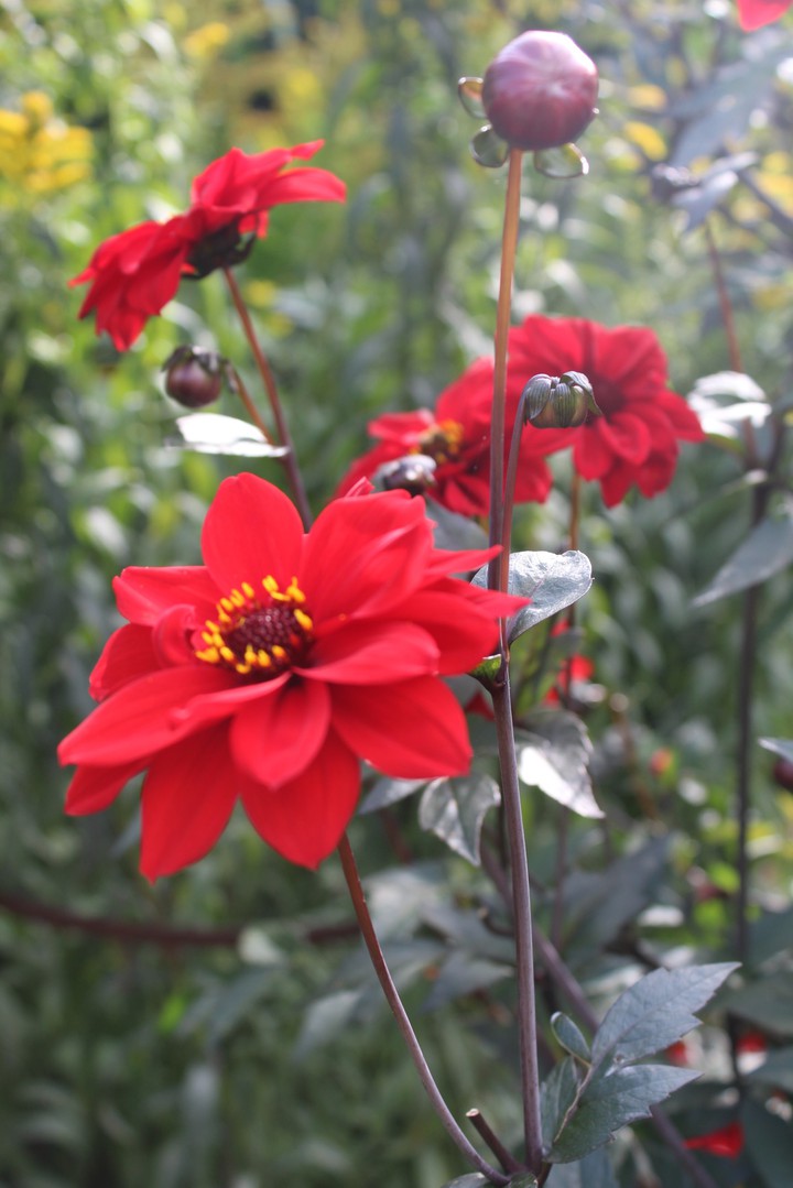 Dahlias