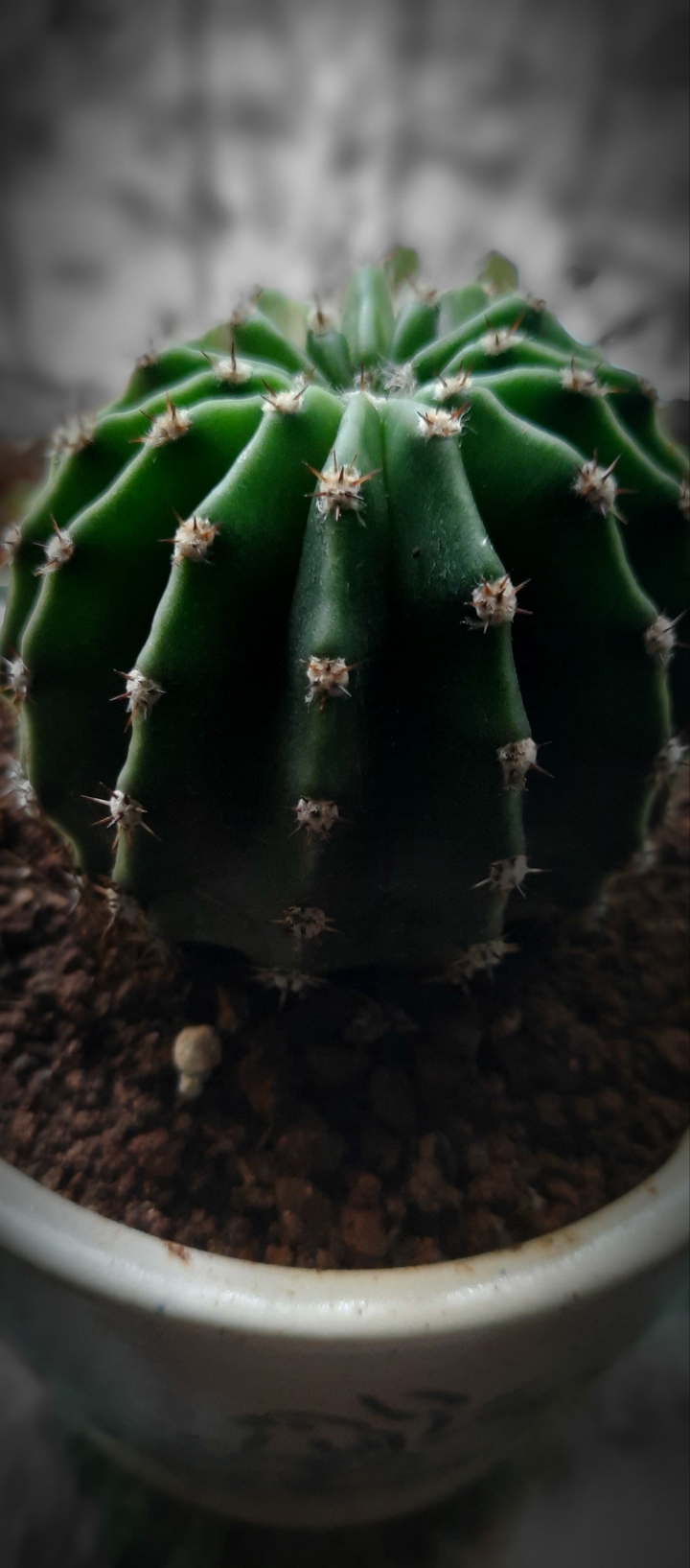 cactus plant