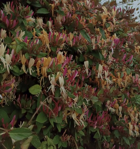 sfondi shrub, wildflower