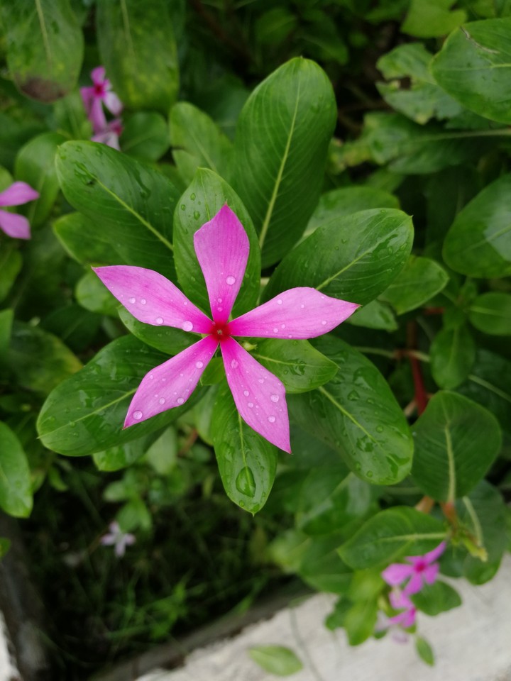 Rainy season. flower with water drops