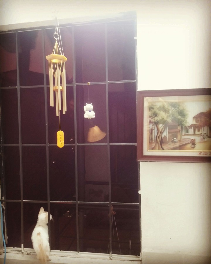cat