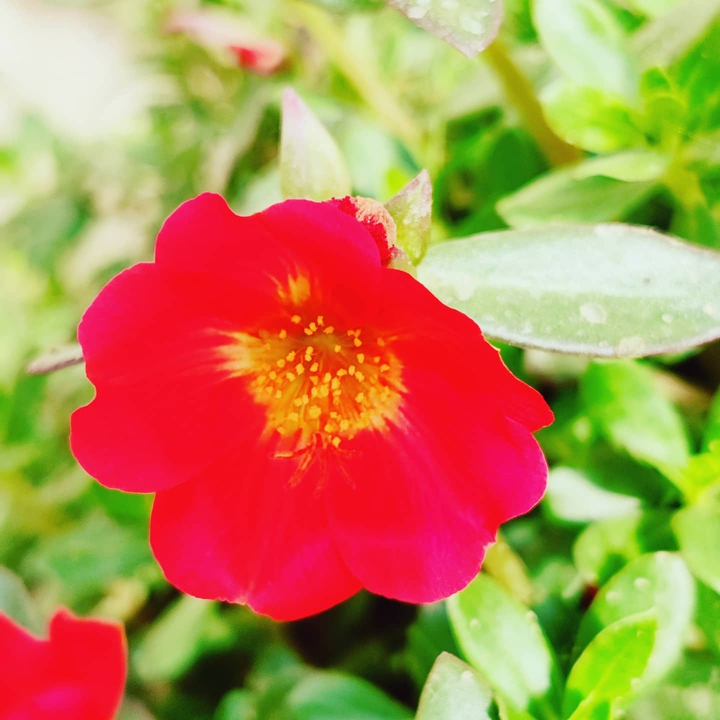 Cute Flower