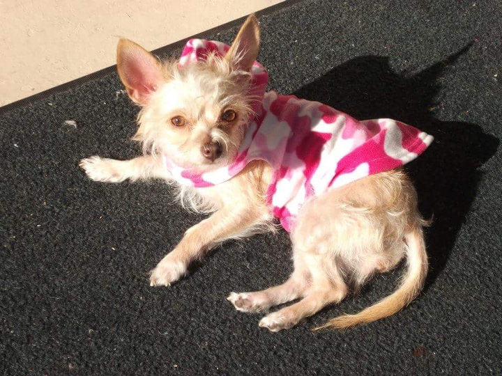 chihuahua terrier mix