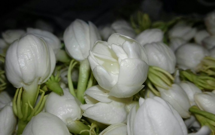 Jasmine