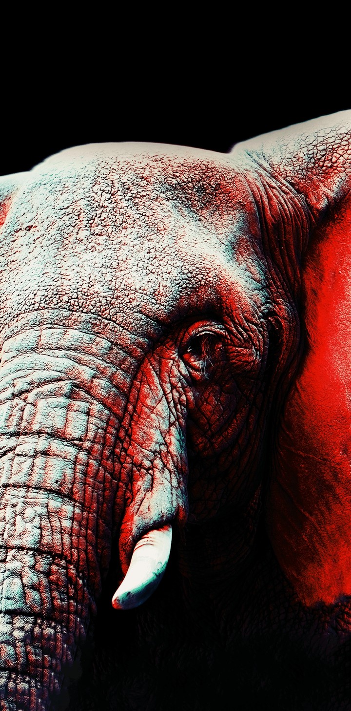 Tripped out pachyderm.