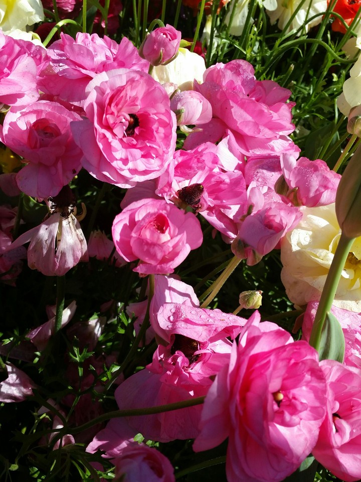 pink flowers