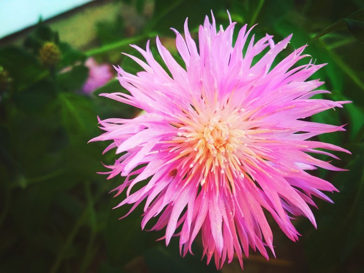 Pink flover / Репей