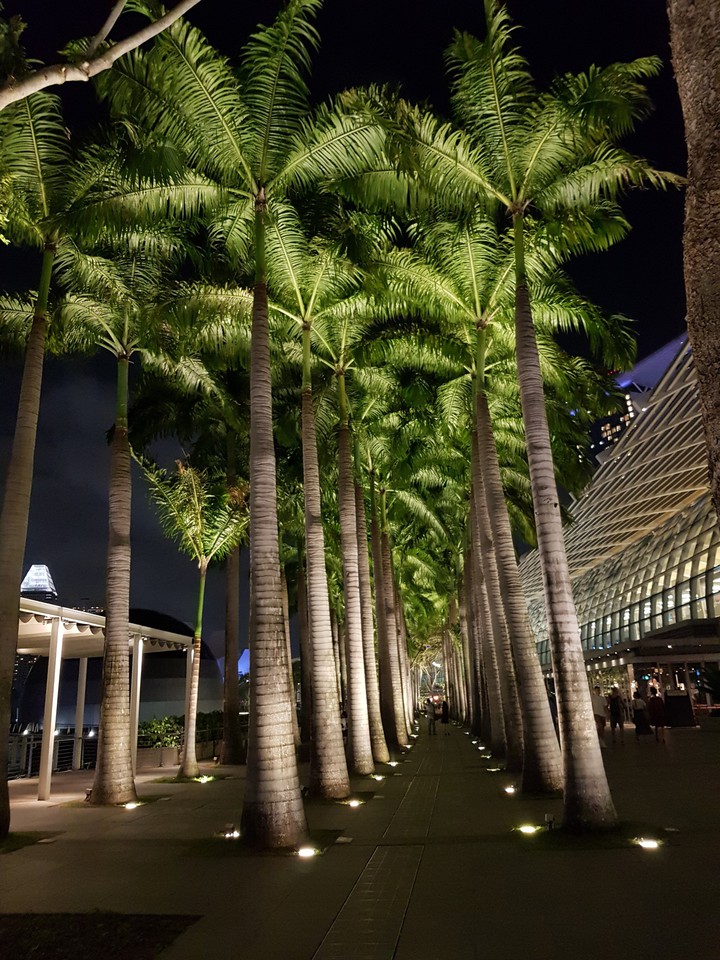 palmtrees