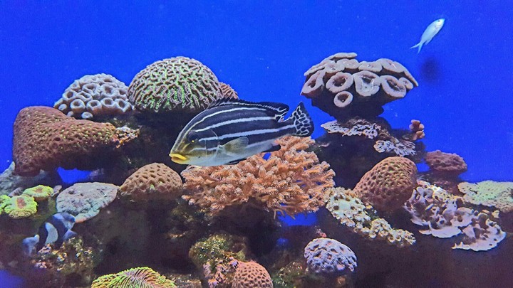 Fish and corals