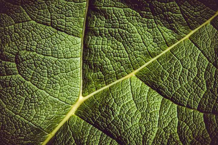Leaf Ribbed Leaf Veins