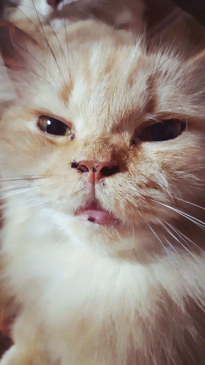 cat persian